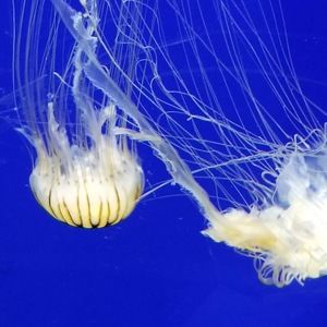 Meet your Posher, N.k.